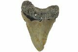 Fossil Megalodon Tooth - North Carolina #226503-2